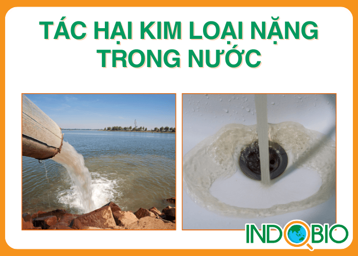 Tác hại kim loại nặng trong nước